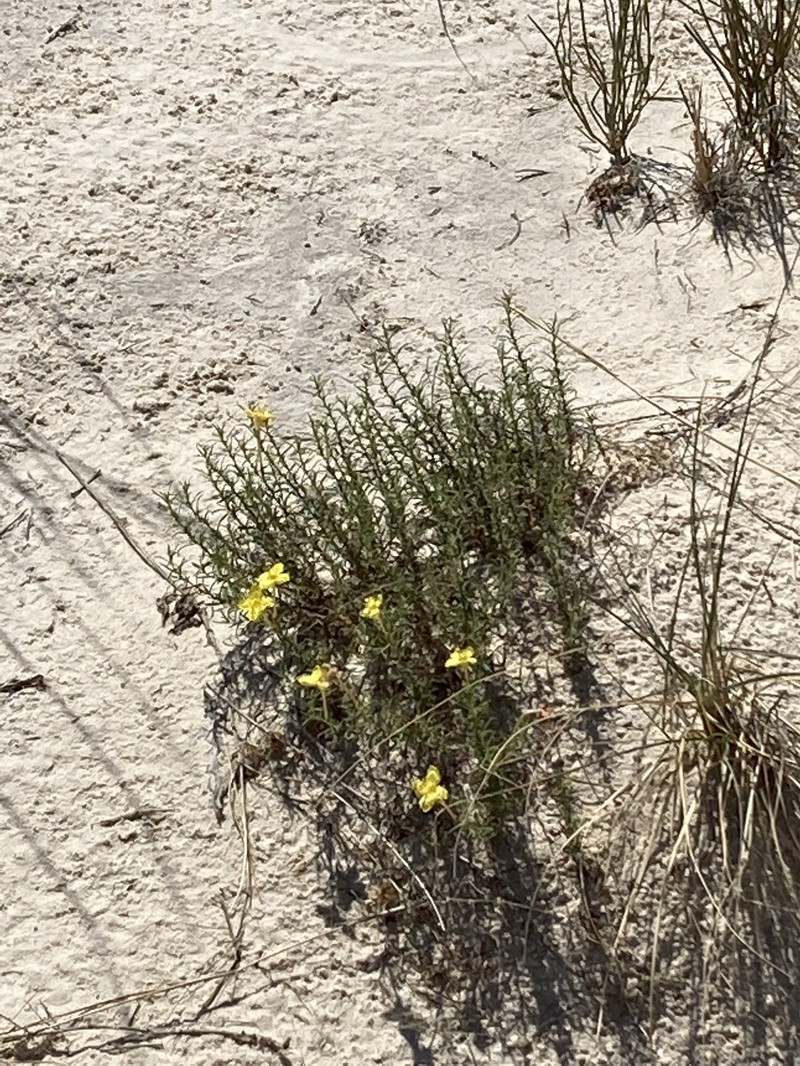 Oenothera hartwegii subsp. filifolia photo 8