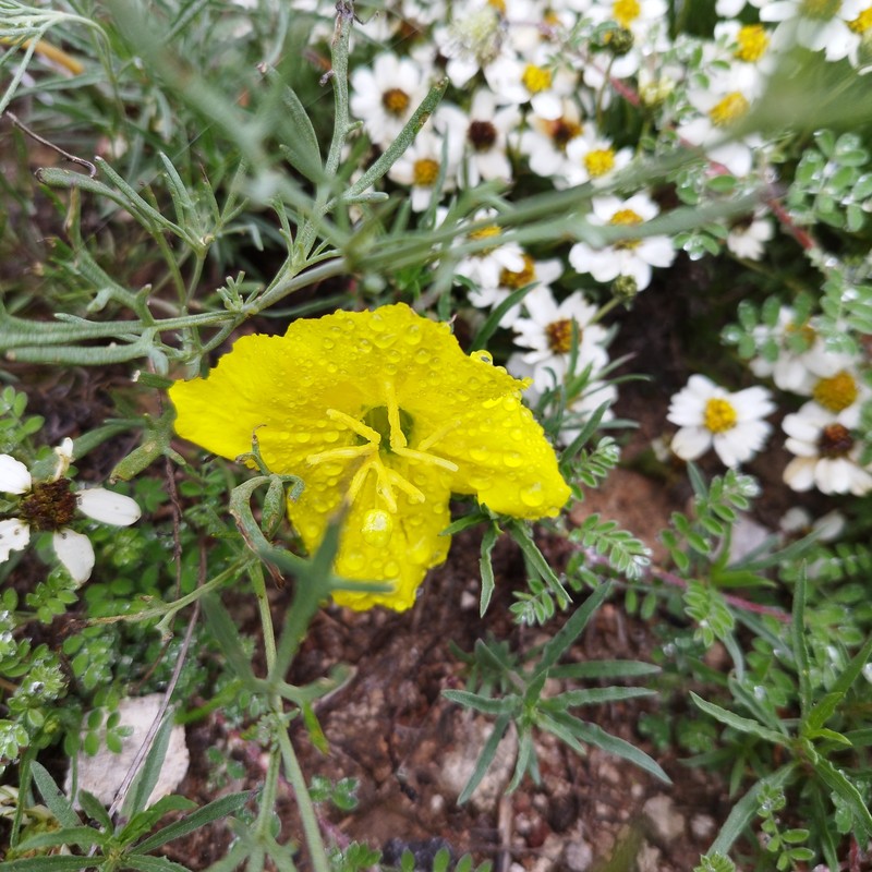 Oenothera hartwegii subsp. hartwegii