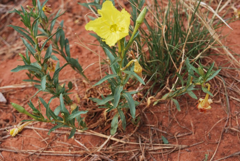 Oenothera hartwegii subsp. hartwegii photo 2