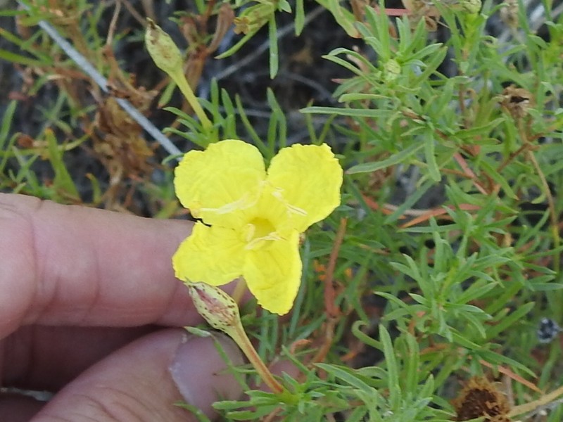 Oenothera hartwegii subsp. hartwegii photo 3