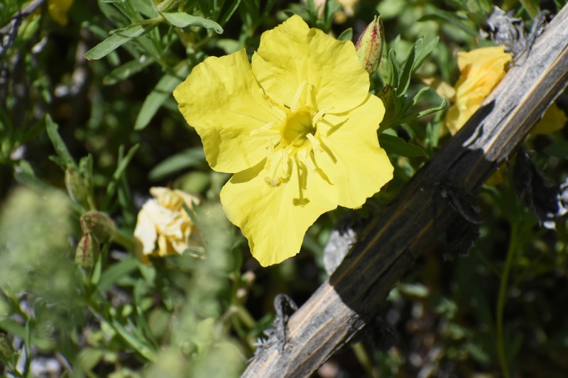 Oenothera hartwegii subsp. hartwegii photo 4
