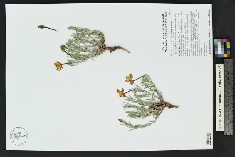Oenothera hartwegii subsp. hartwegii photo 5