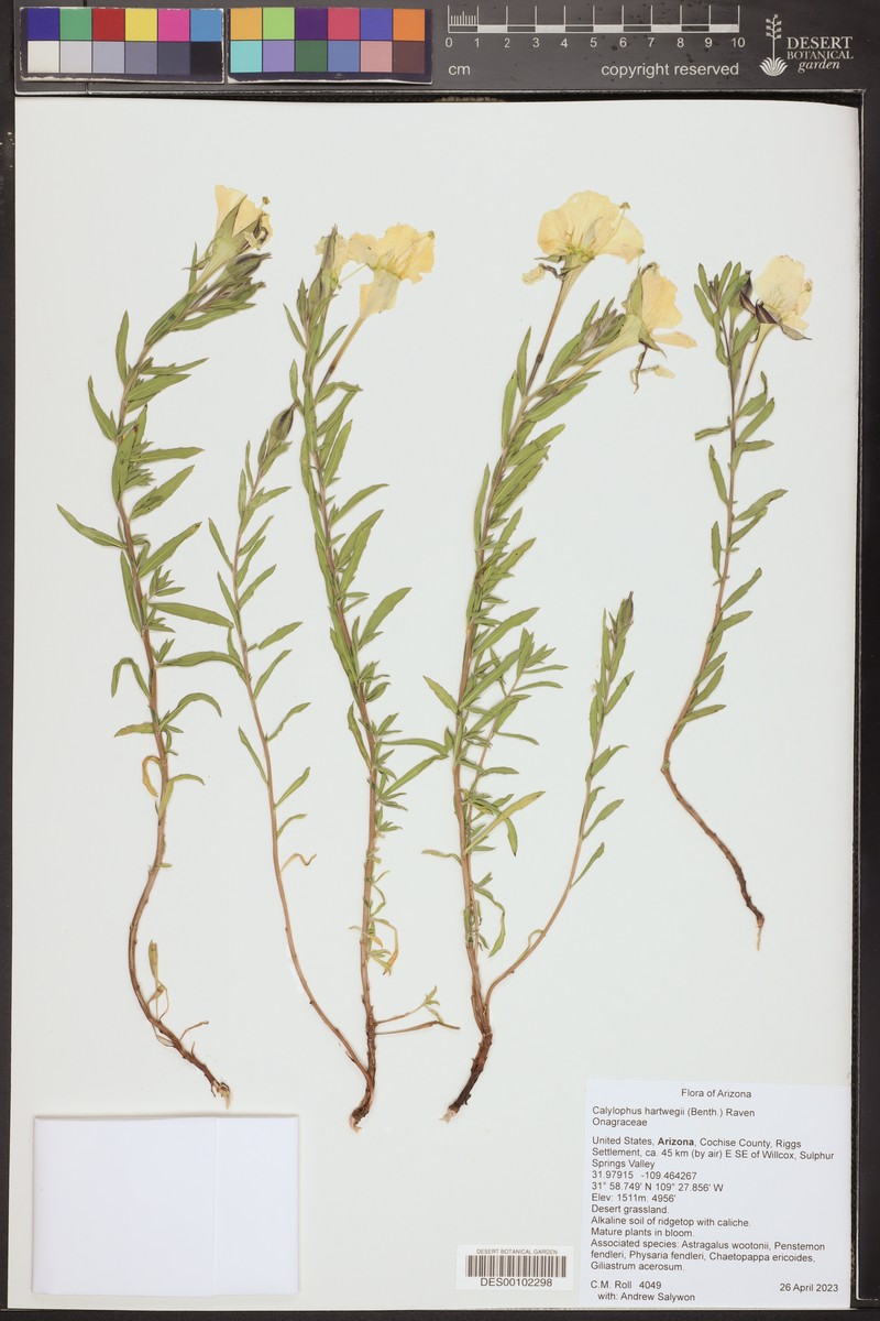 Oenothera hartwegii subsp. hartwegii photo 6