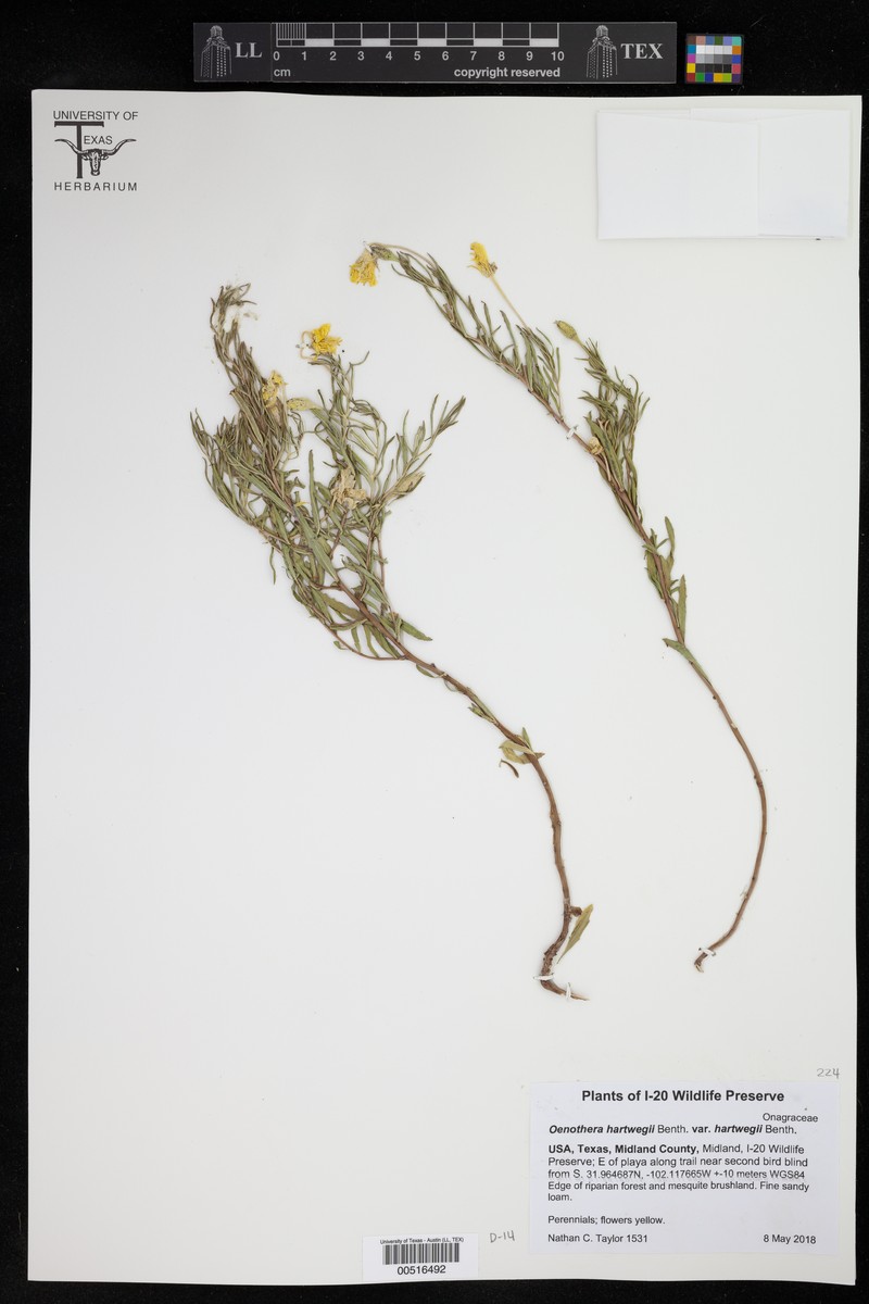 Oenothera hartwegii subsp. hartwegii photo 7