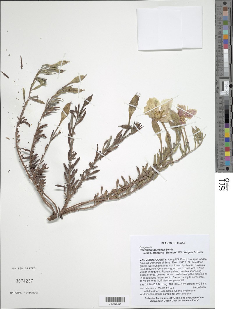 Oenothera hartwegii subsp. maccartii