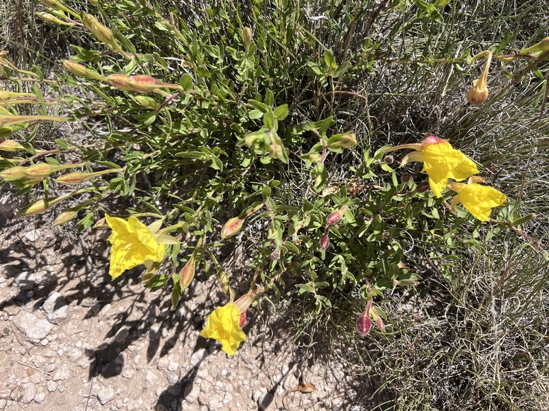 Oenothera hartwegii subsp. pubescens