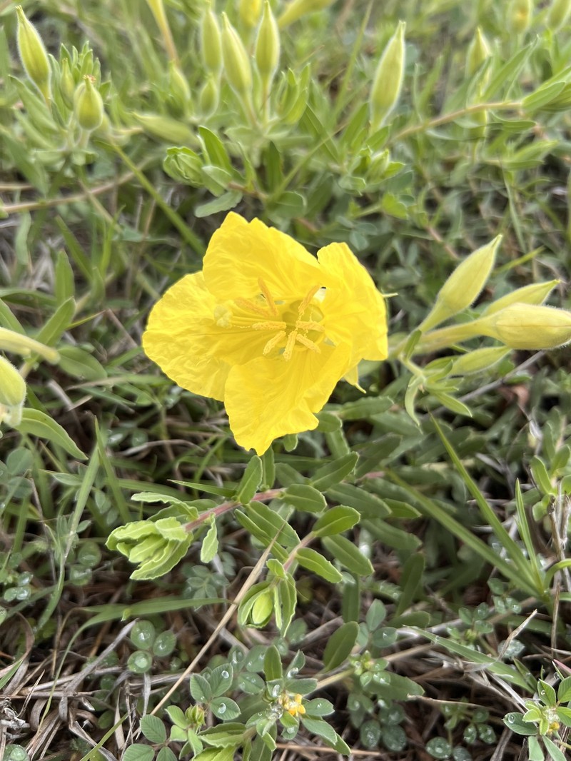Oenothera hartwegii subsp. pubescens photo 2