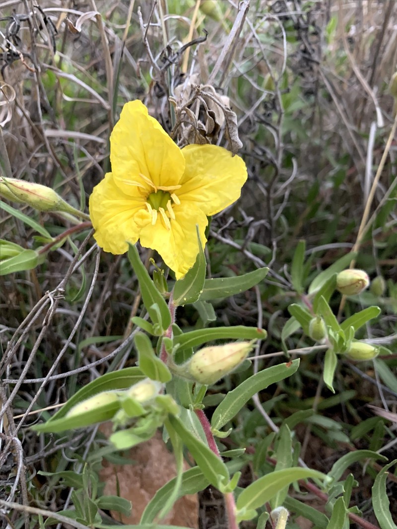 Oenothera hartwegii subsp. pubescens photo 3