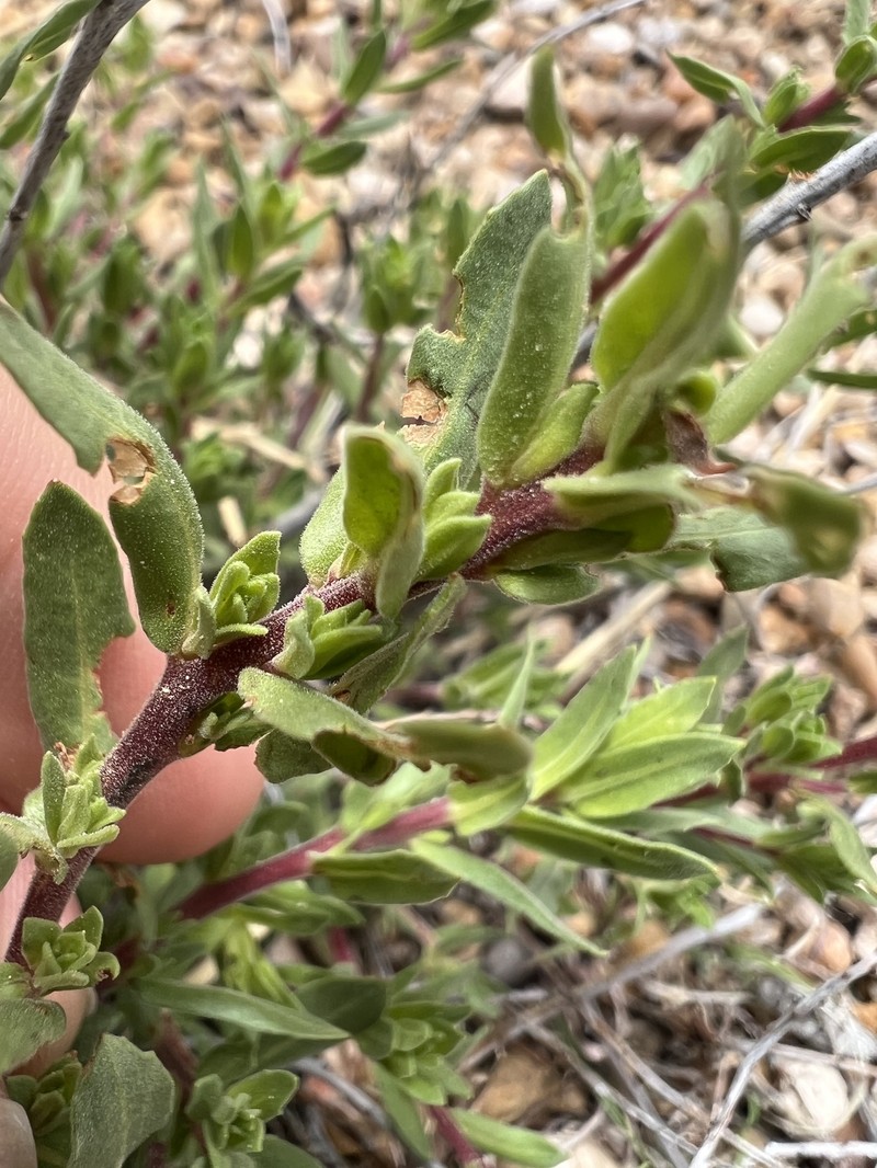 Oenothera hartwegii subsp. pubescens photo 4