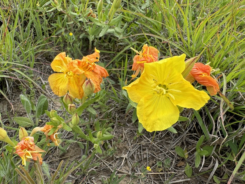 Oenothera hartwegii subsp. pubescens photo 5