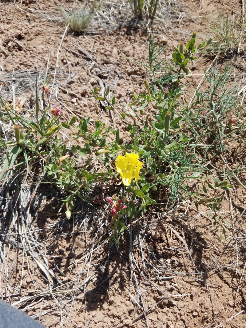 Oenothera hartwegii subsp. pubescens photo 6