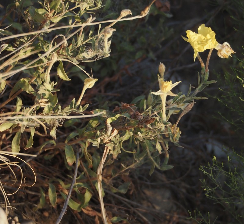 Oenothera hartwegii subsp. pubescens photo 7