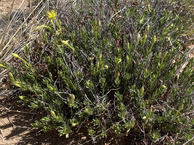 Oenothera hartwegii subsp. pubescens photo 8