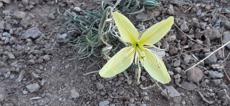 Havard's Evening Primrose photo 2