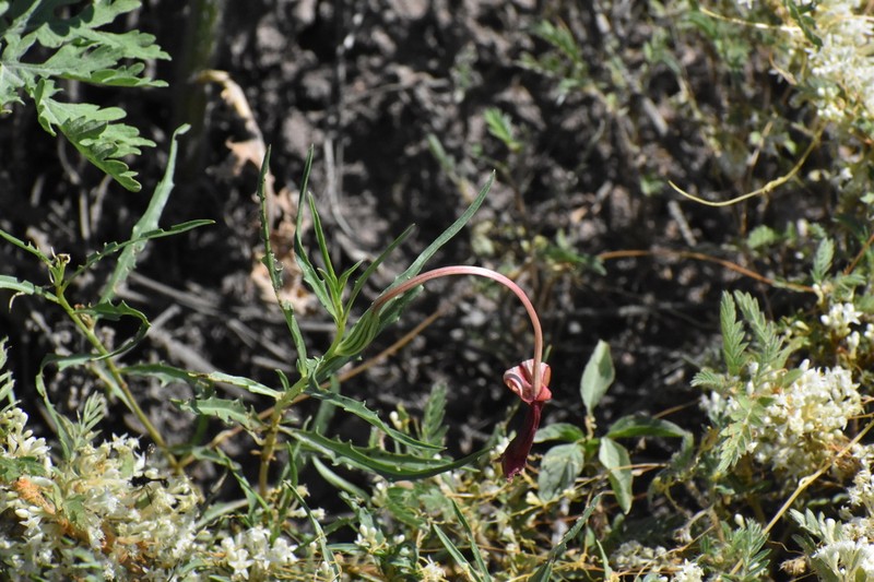 Havard's Evening Primrose photo 4
