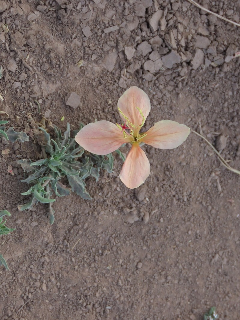 Havard's Evening Primrose photo 5
