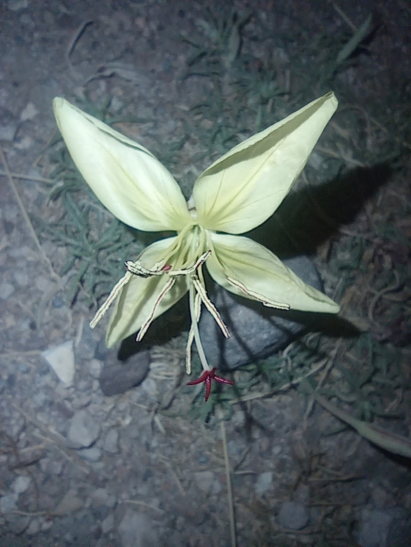 Havard's Evening Primrose photo 6