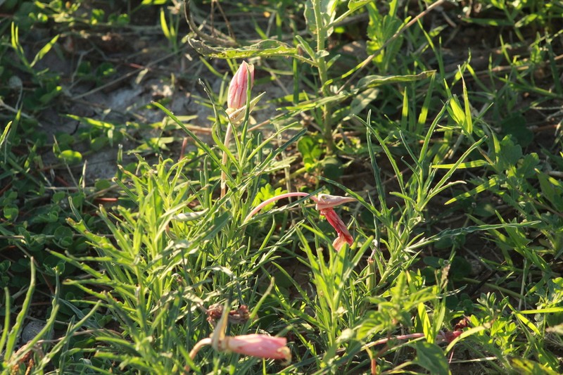 Havard's Evening Primrose photo 7