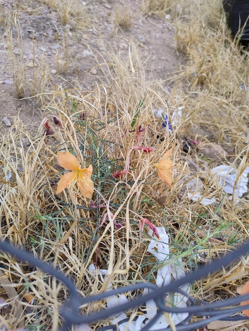 Havard's Evening Primrose photo 8