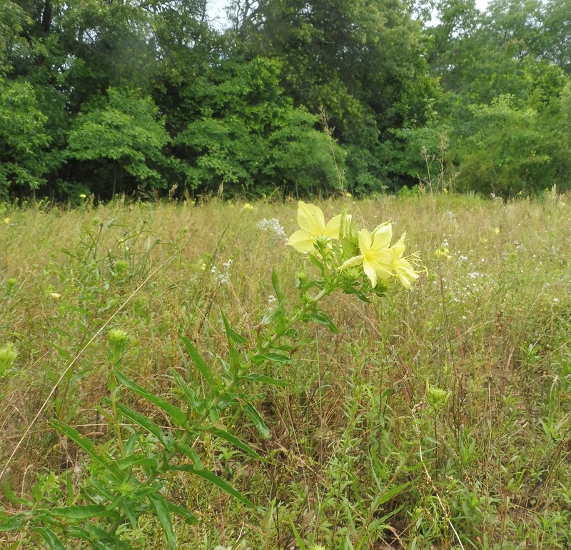 Variableleaf Evening Primrose