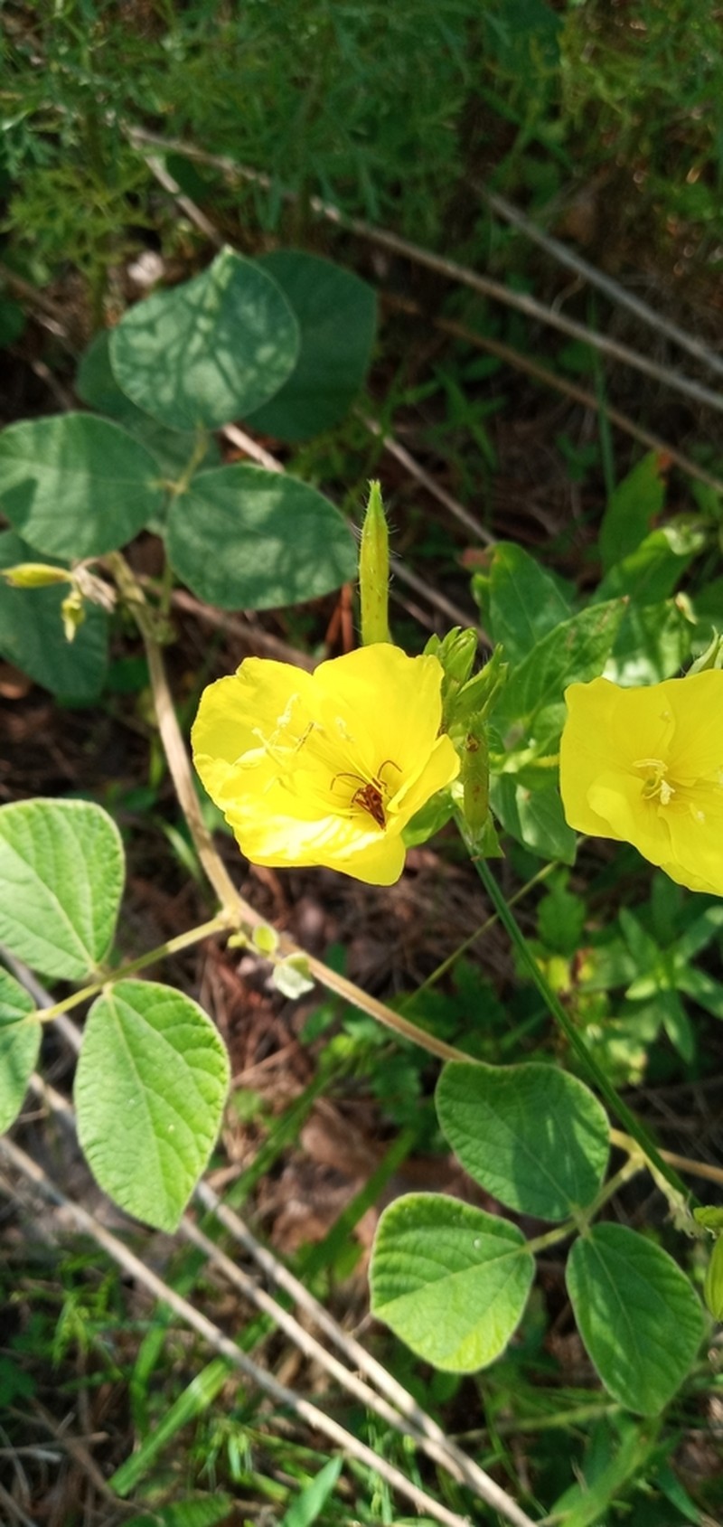 Variableleaf Evening Primrose photo 2