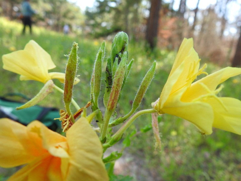 Variableleaf Evening Primrose photo 3