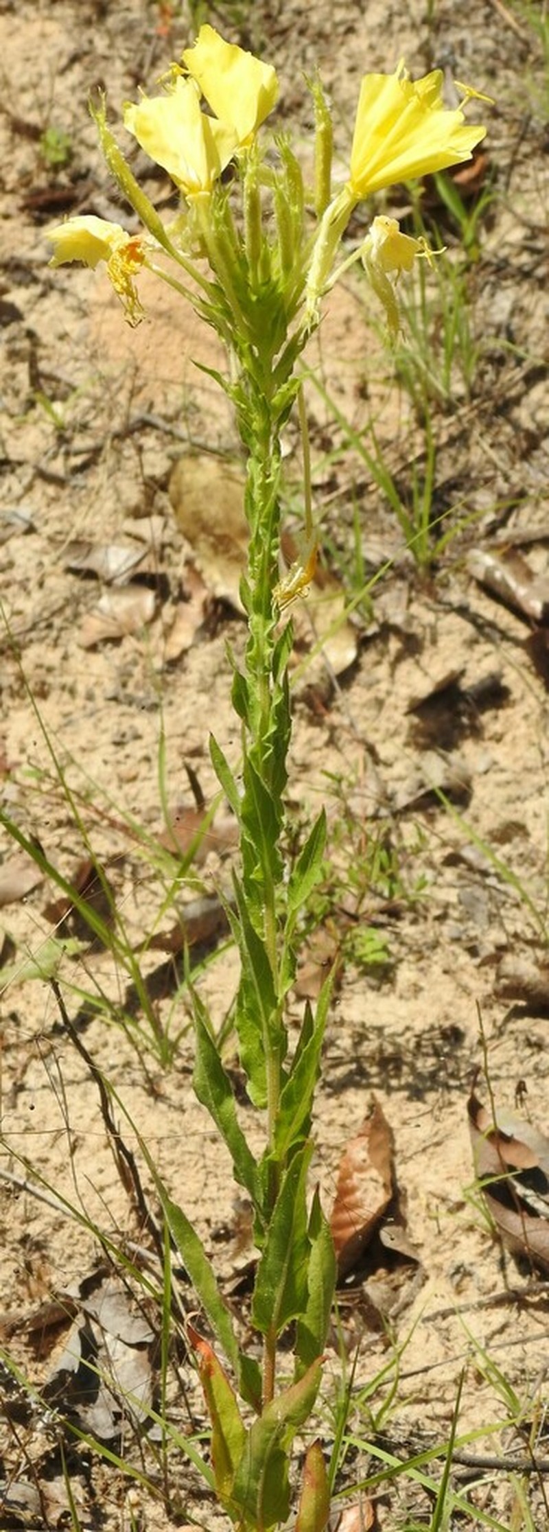 Variableleaf Evening Primrose photo 4