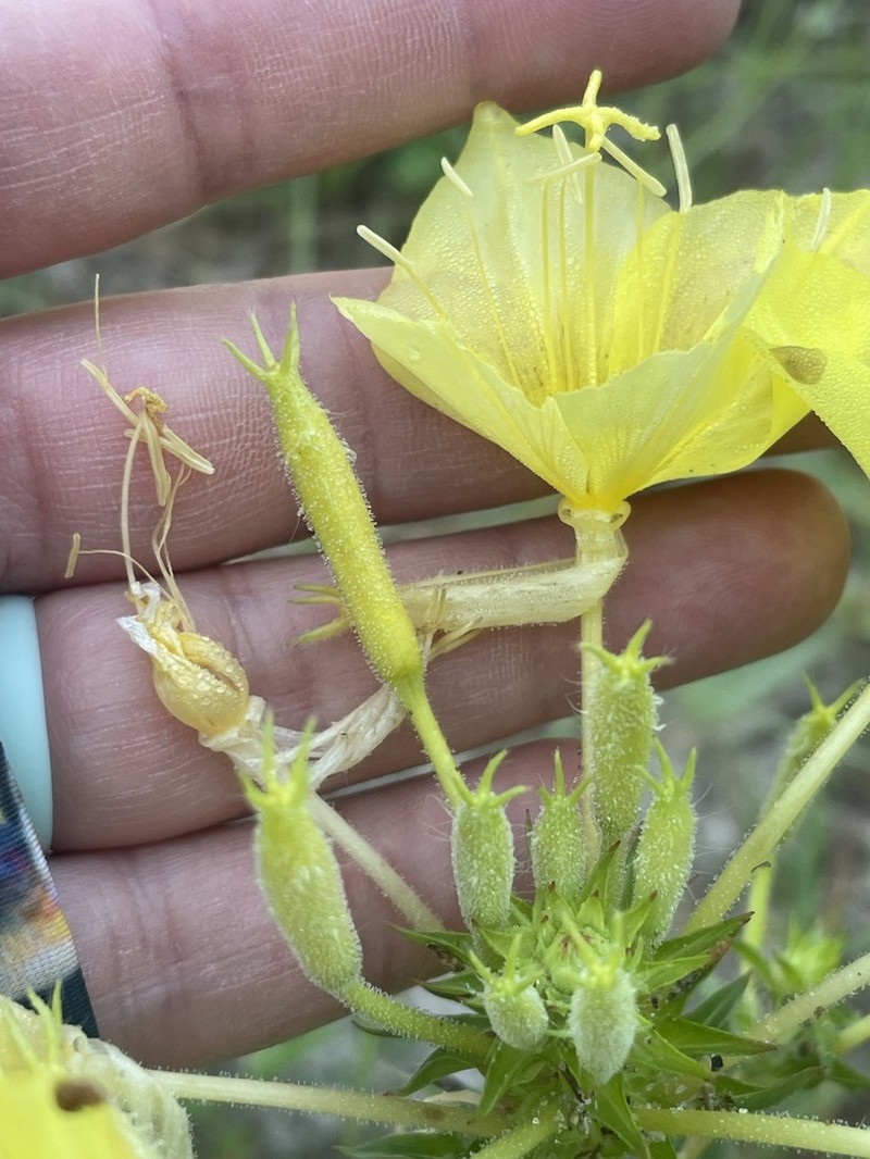 Variableleaf Evening Primrose photo 6