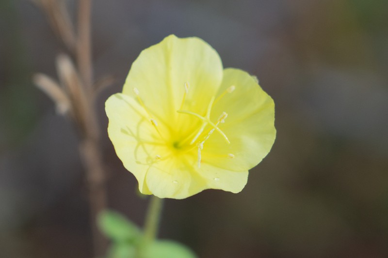 Variableleaf Evening Primrose photo 7