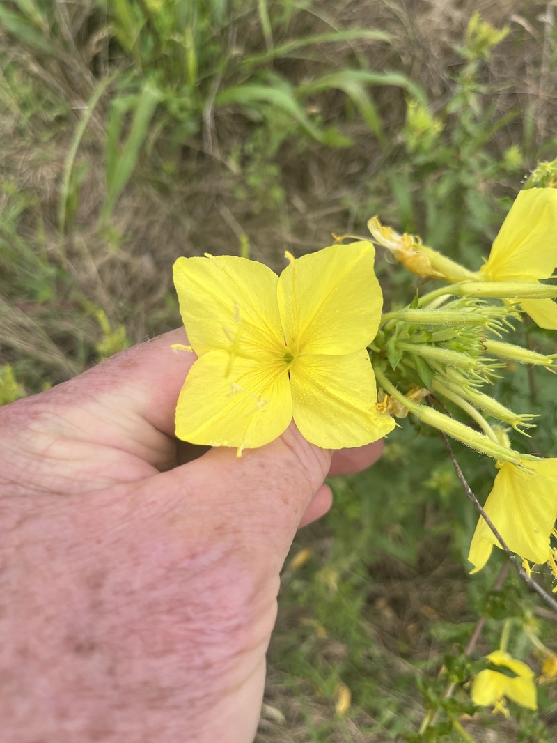 Oenothera heterophylla subsp. heterophylla