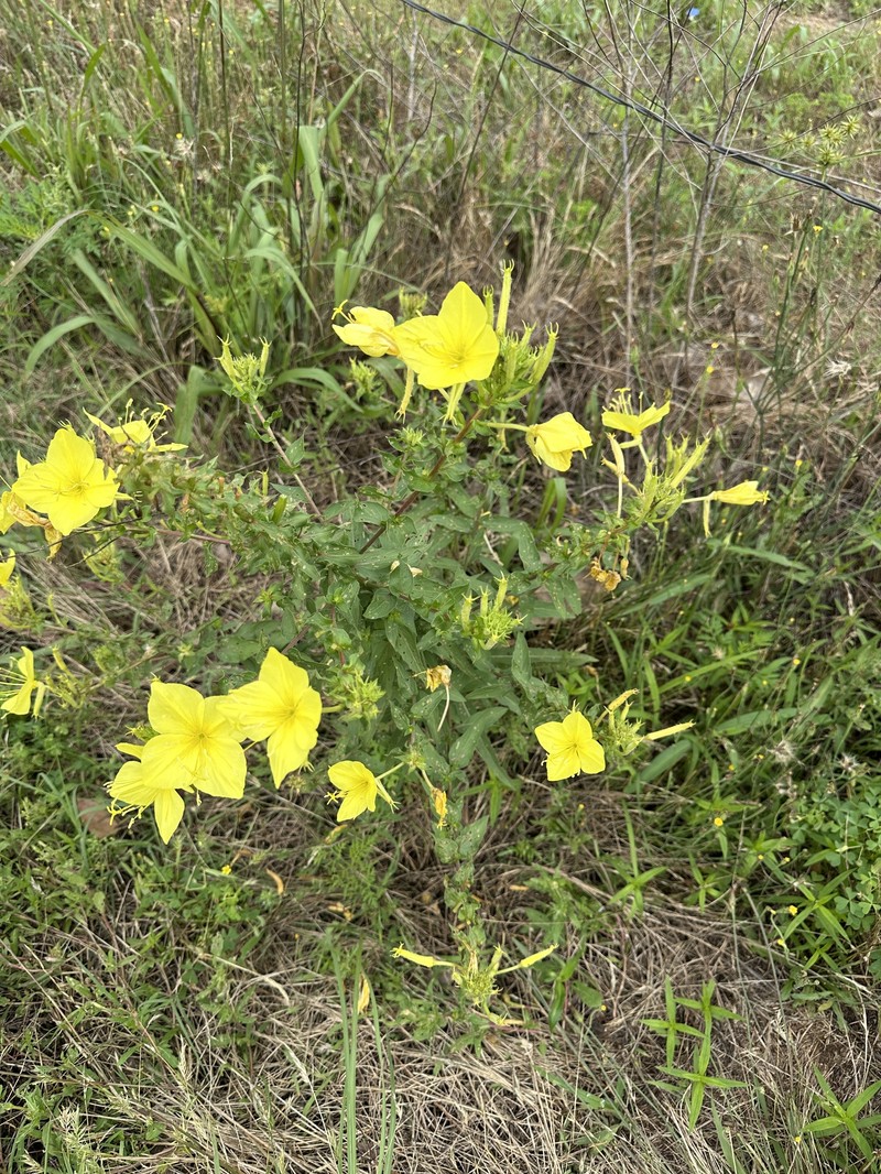 Oenothera heterophylla subsp. heterophylla photo 2