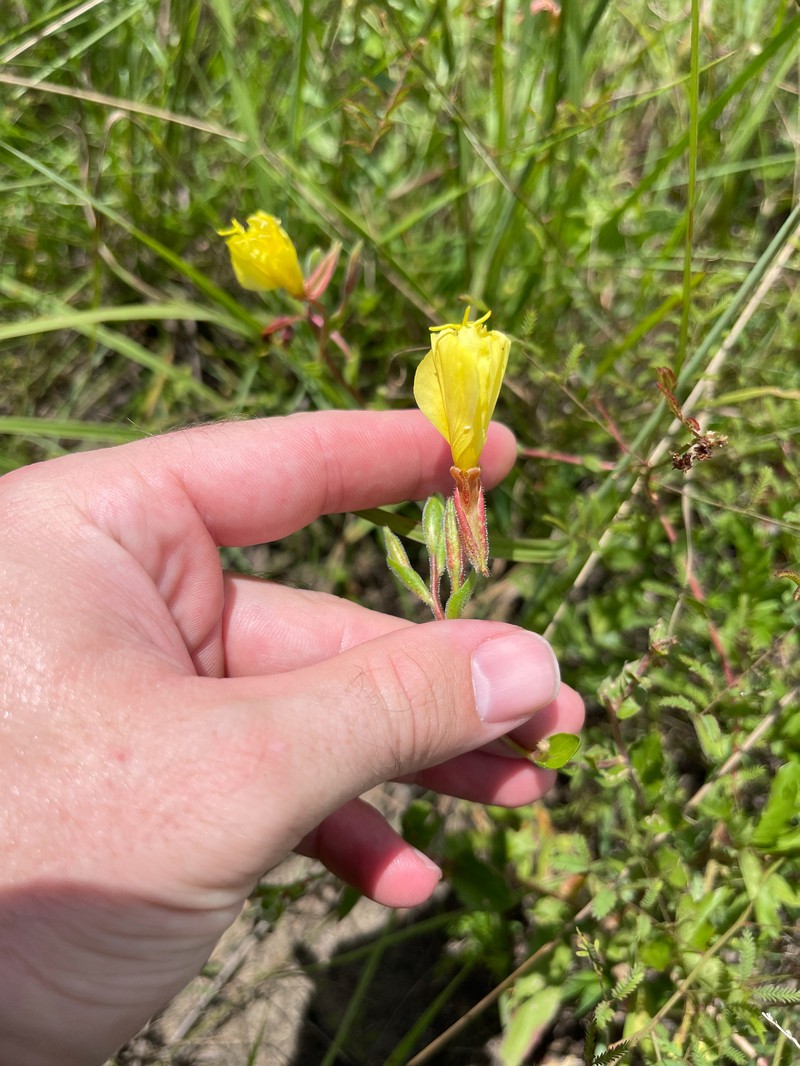 Oenothera heterophylla subsp. heterophylla photo 3
