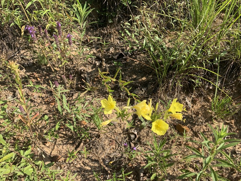 Oenothera heterophylla subsp. heterophylla photo 4