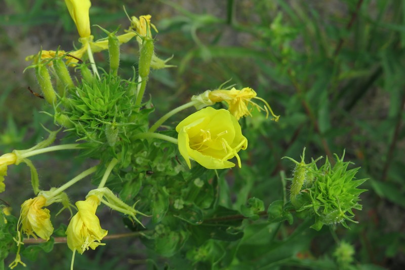 Oenothera heterophylla subsp. heterophylla photo 5