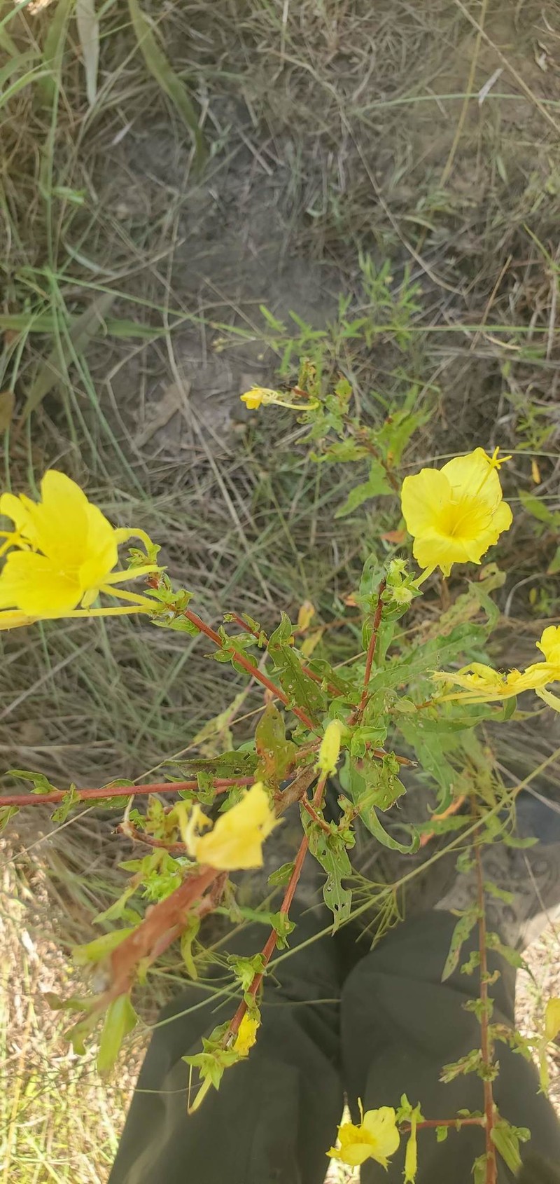 Oenothera heterophylla subsp. heterophylla photo 6
