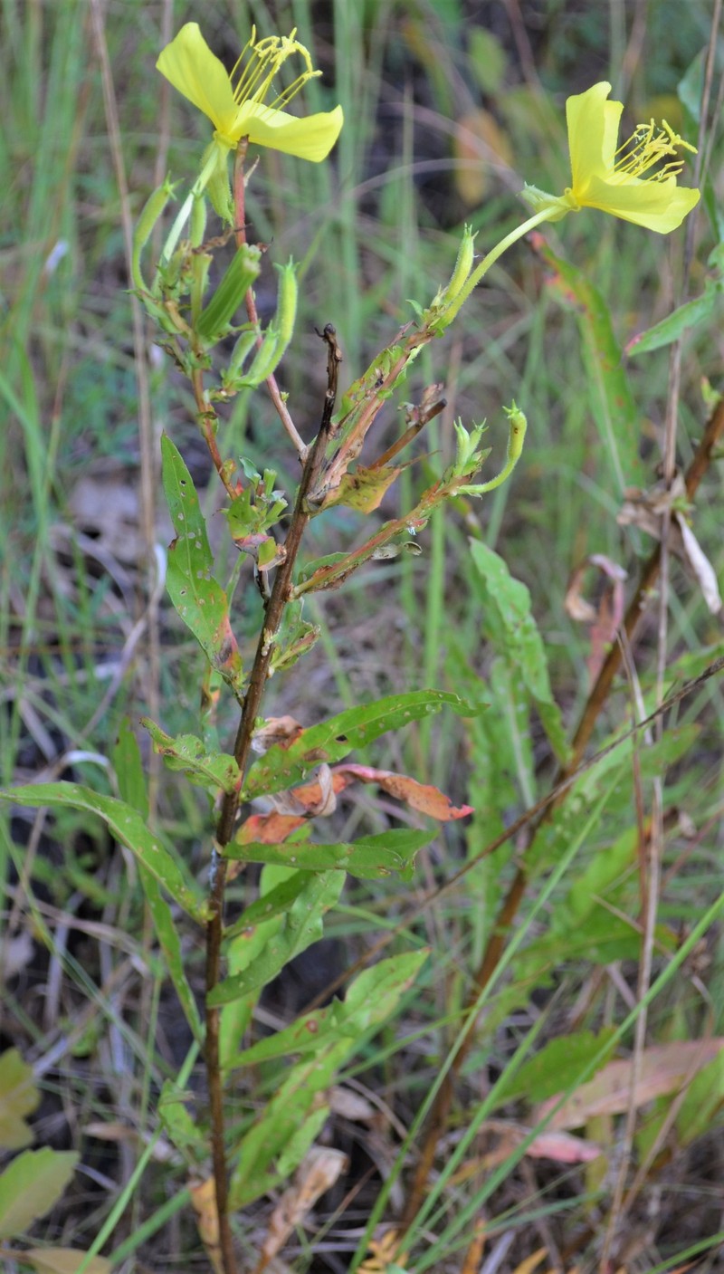 Oenothera heterophylla subsp. heterophylla photo 7