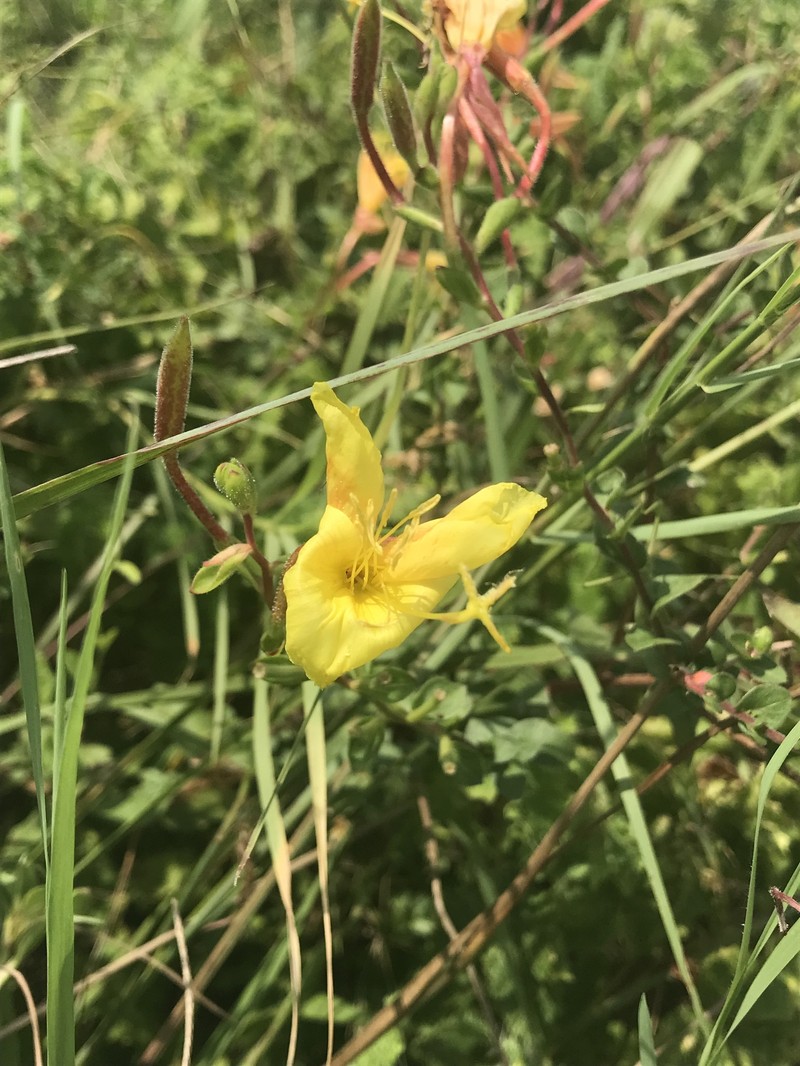 Oenothera heterophylla subsp. heterophylla photo 8