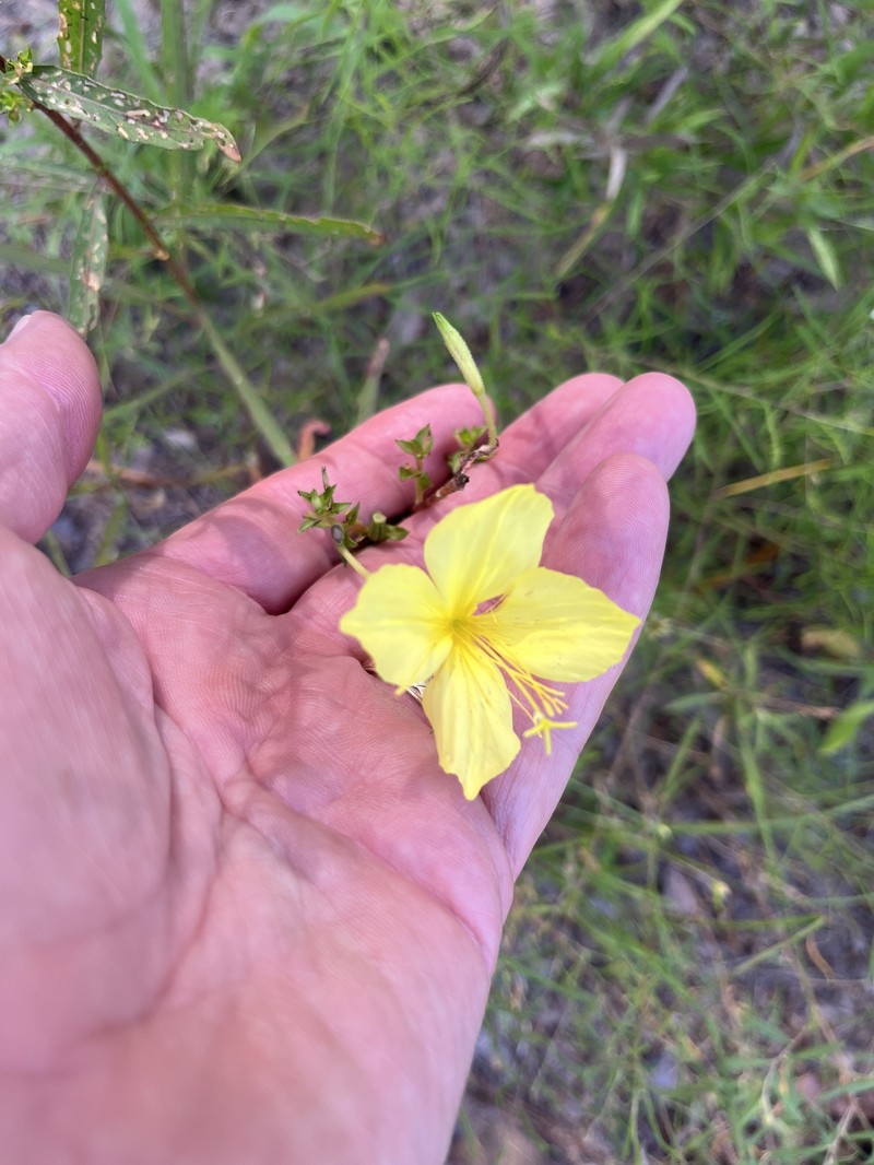 Oenothera heterophylla subsp. orientalis