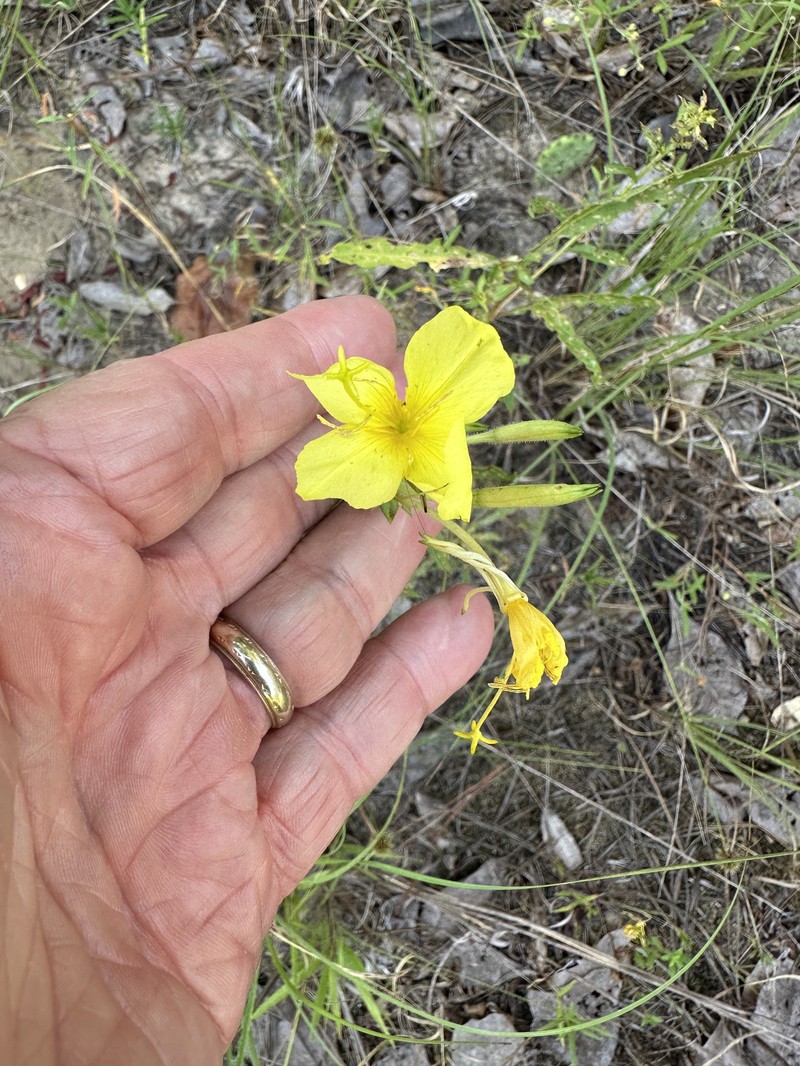 Oenothera heterophylla subsp. orientalis photo 2