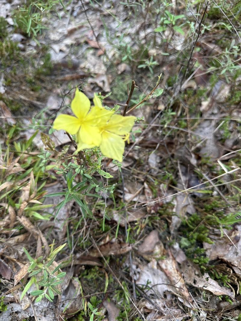 Oenothera heterophylla subsp. orientalis photo 3