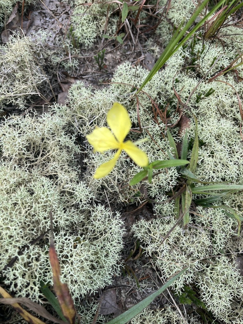 Oenothera heterophylla subsp. orientalis photo 4
