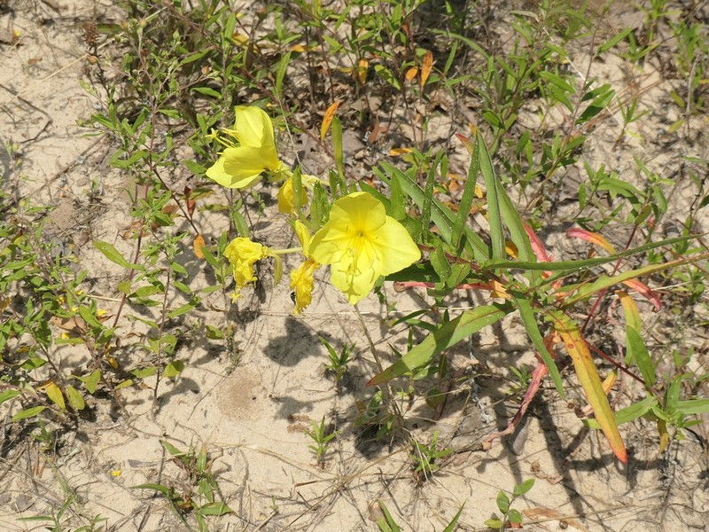 Oenothera heterophylla subsp. orientalis photo 5