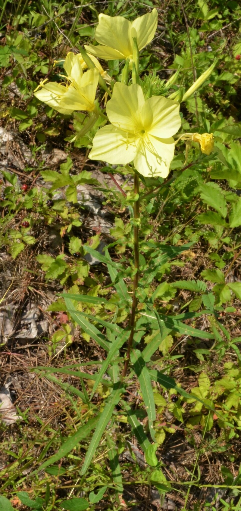 Oenothera heterophylla subsp. orientalis photo 6