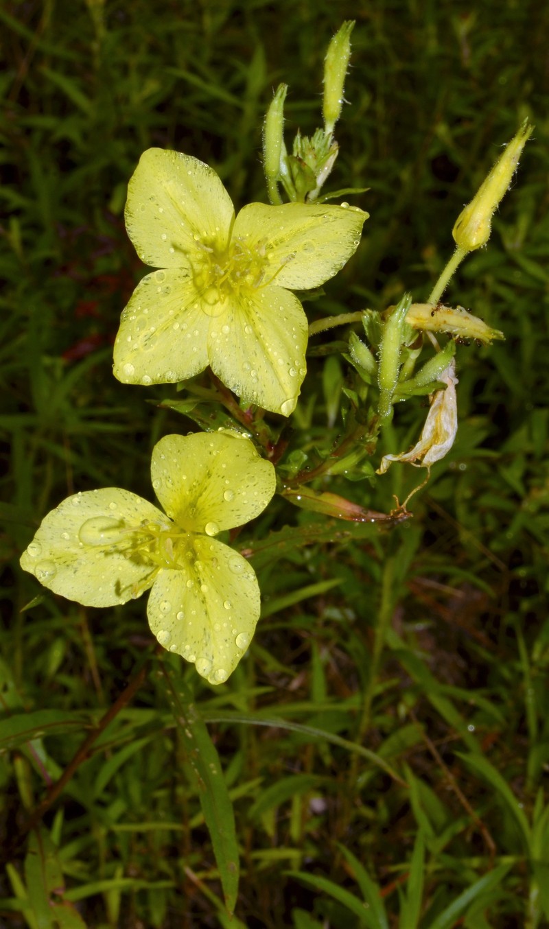 Oenothera heterophylla subsp. orientalis photo 7