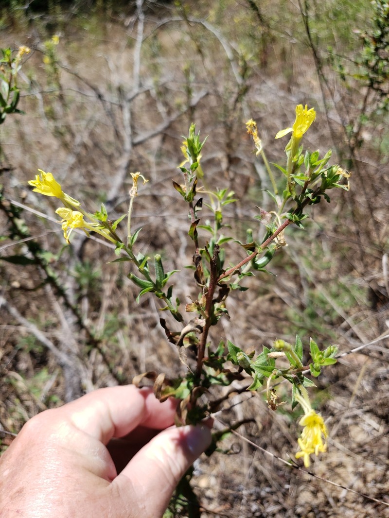 Oenothera heterophylla subsp. orientalis photo 8