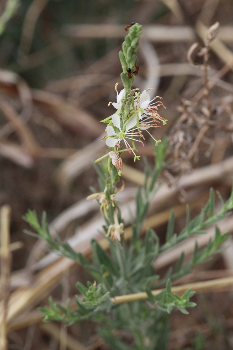 Harlequinbush