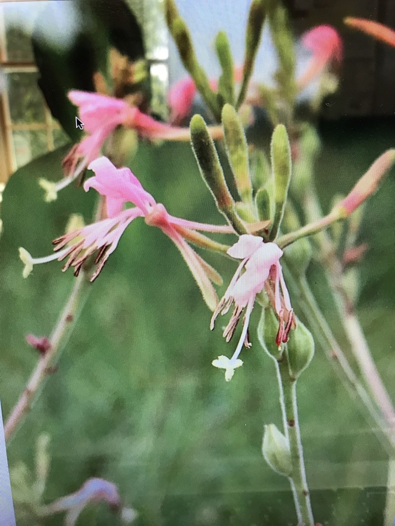 Harlequinbush photo 2