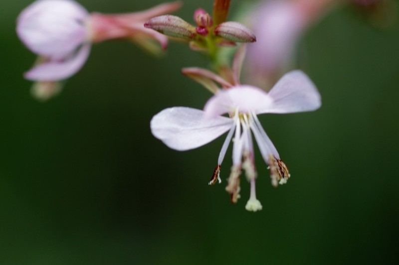 Harlequinbush photo 8
