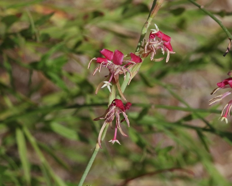 Oenothera hispida