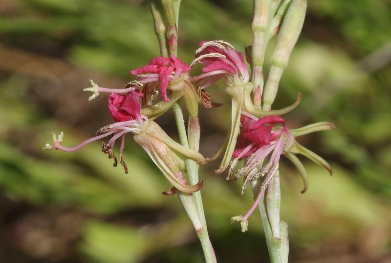 Oenothera hispida photo 3